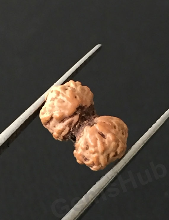 Gauri Shankar Rudraksha Certified (Indonesian Origin) Size-9.2 mm